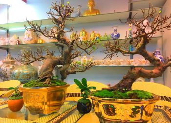 Chậu cây cảnh phủ vàng 24K